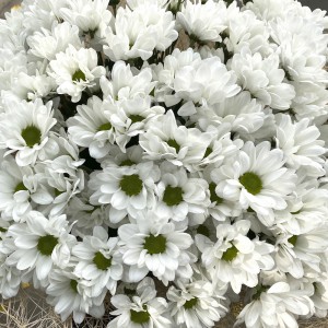 Букет из белых хризантем