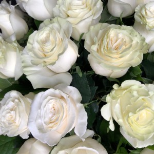 Белые розы в шляпной коробке  Воспоминания