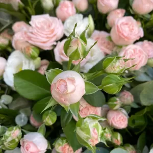 ����� �� �������� ����������� ��� � �����������