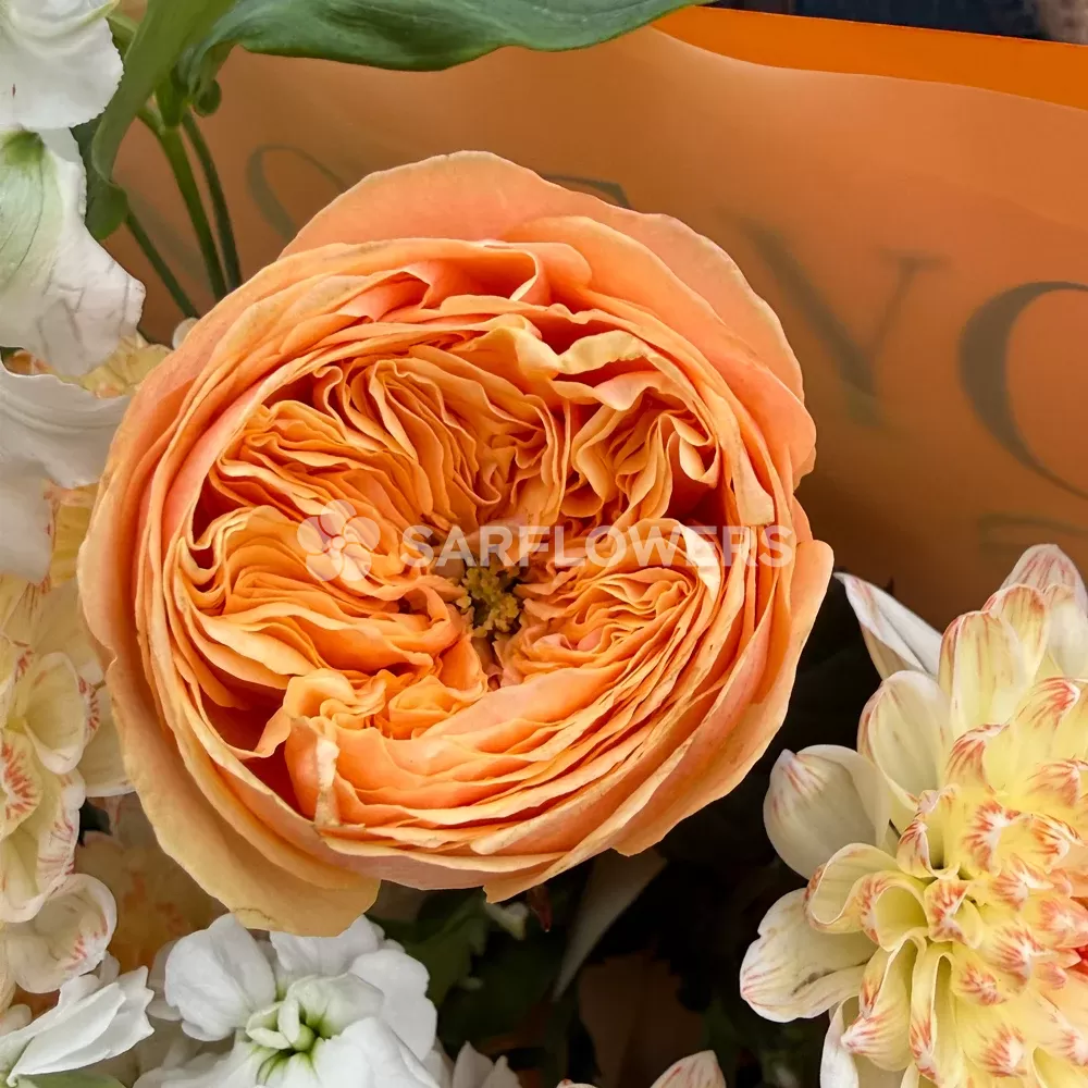 ����� �� ���, �������� ���������, �������� � ������������