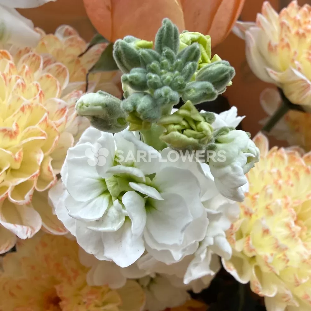 ����� �� ���, �������� ���������, �������� � ������������