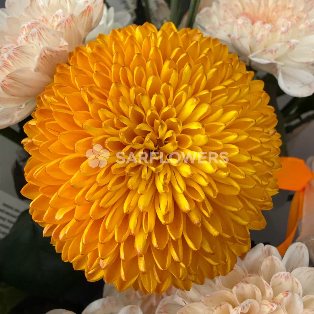 ����� ������� ����� �� ������