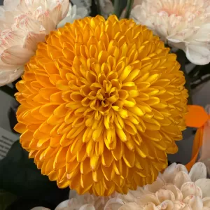 ����� ������� ����� �� ������