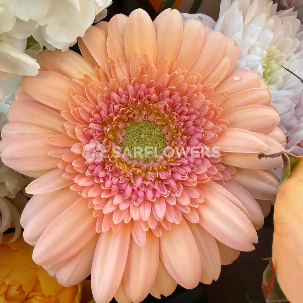 ����� � ������������, ������������ ������, �������� � ���������