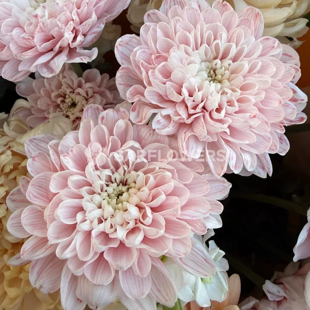 ����� � ������������, ������������ ������, �������� � ���������