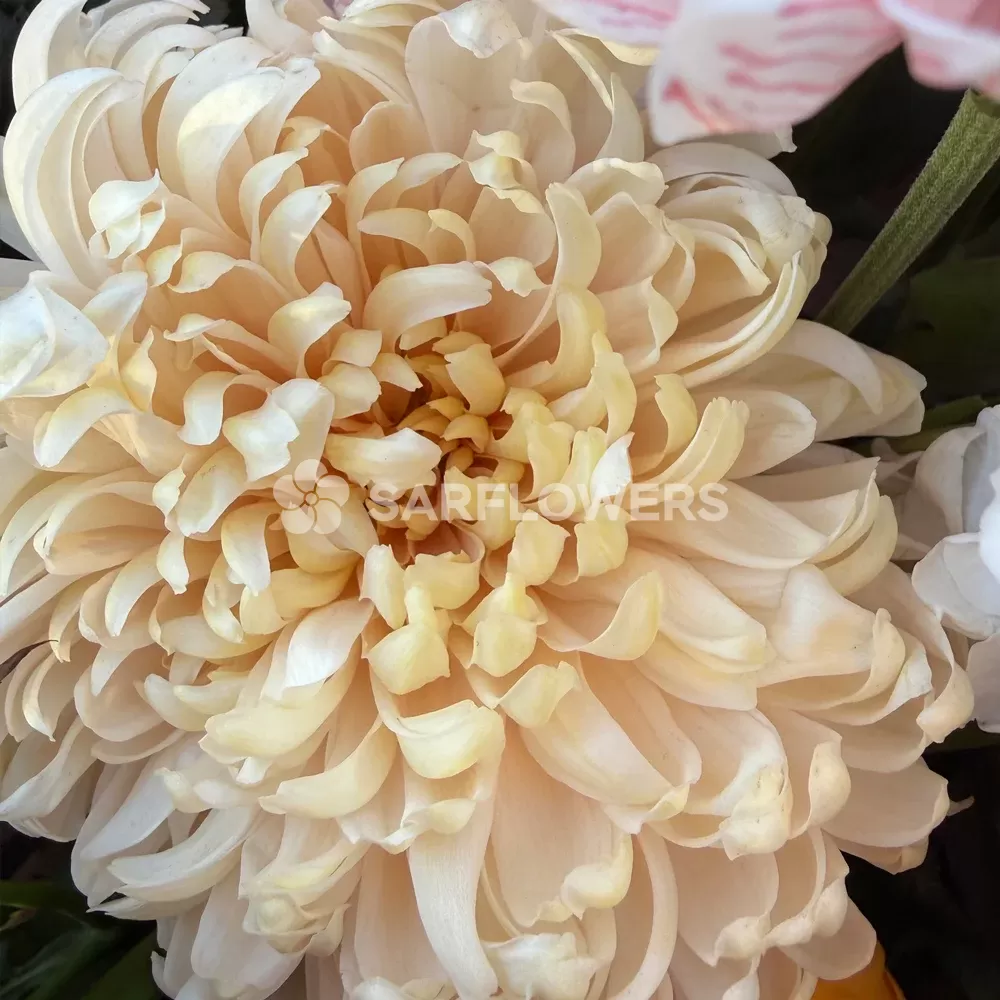 ����� � ������������, ������������ ������, �������� � ���������