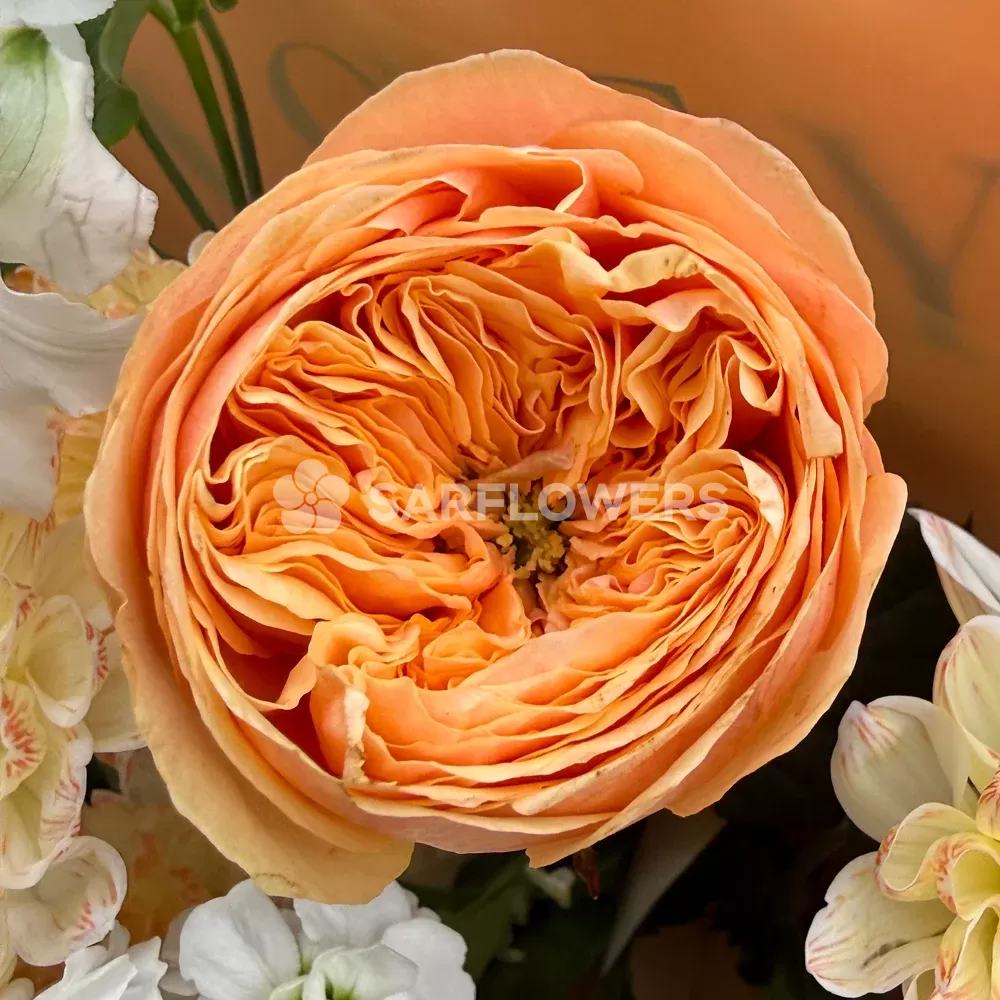 ����� � ������������, ������������ ������, �������� � ���������