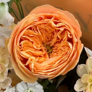 ����� � ������������, ������������ ������, �������� � ���������