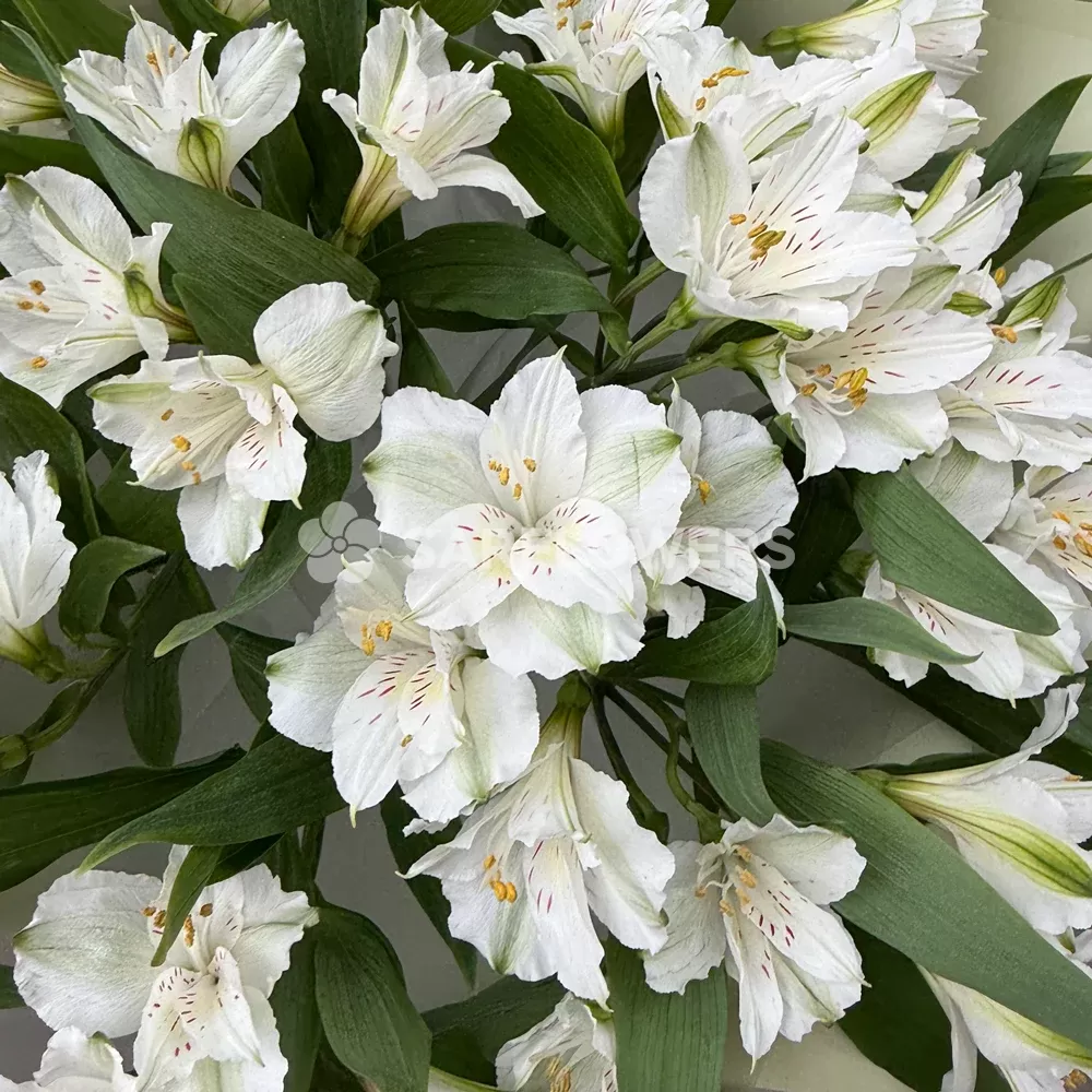 ����� ������������