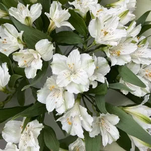 ����� ������������