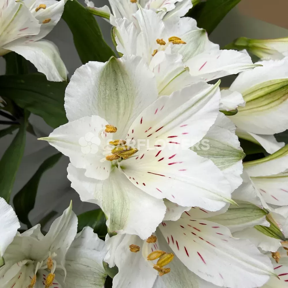 ����� ������������