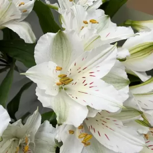 ����� ������������