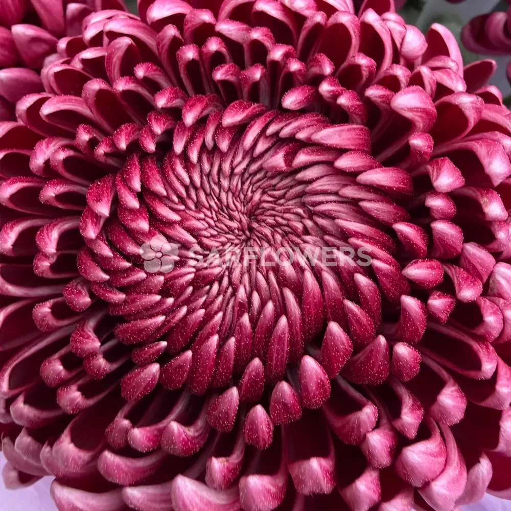 ���������� ����������