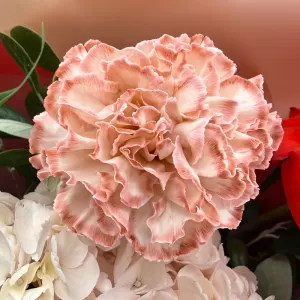 ����� �� �������� � ���������� ���, ���������, ��������