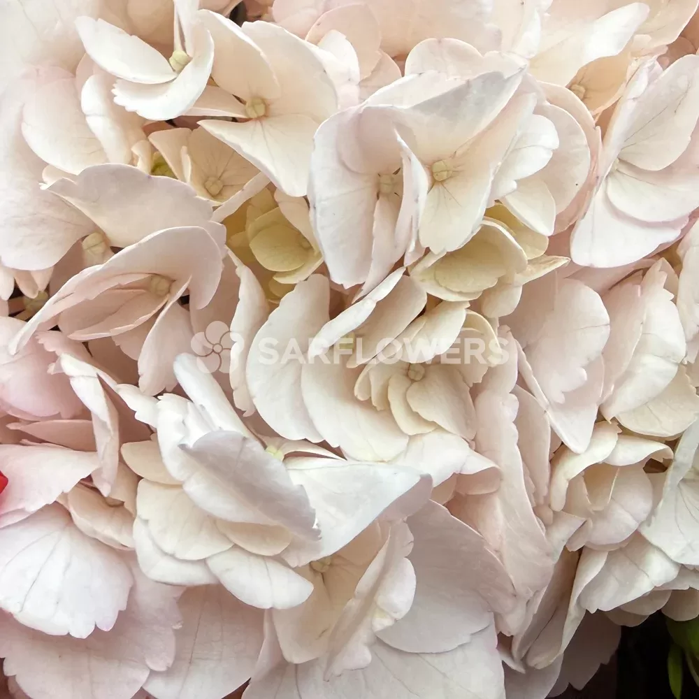 ����� �� �������� � ���������� ���, ���������, ��������