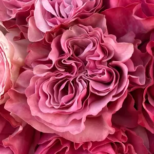 ����� �� 45 ����������� ���