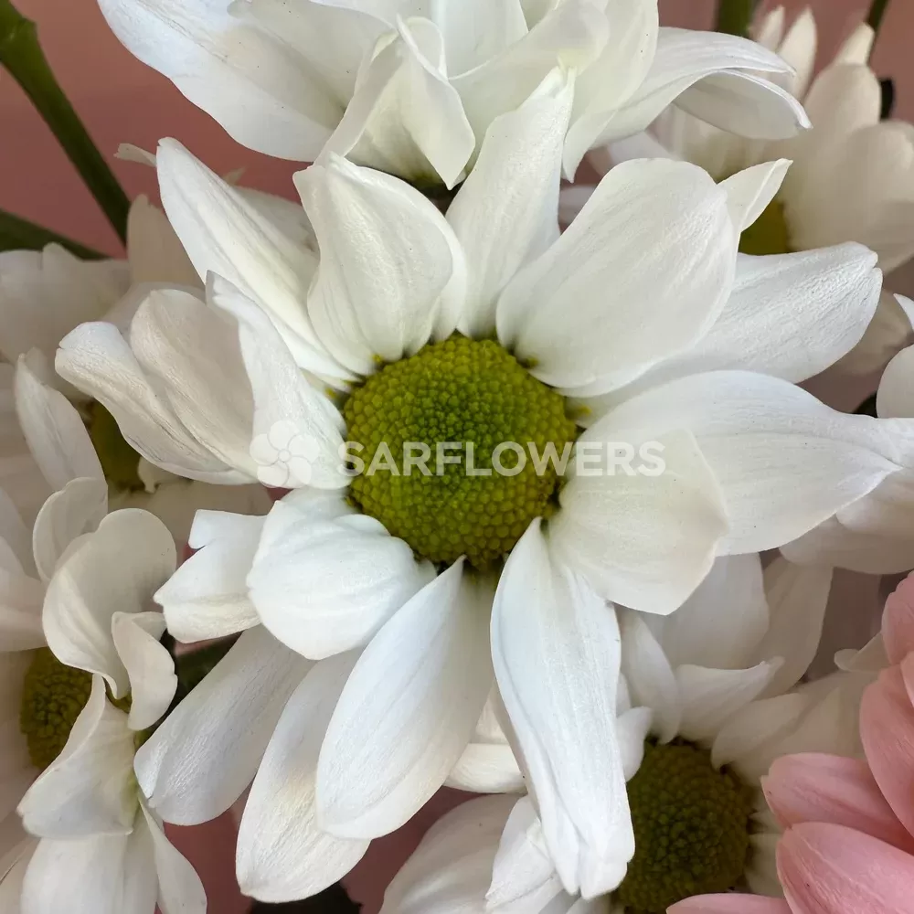 ����� � ���������, �������������, ��������� � �����