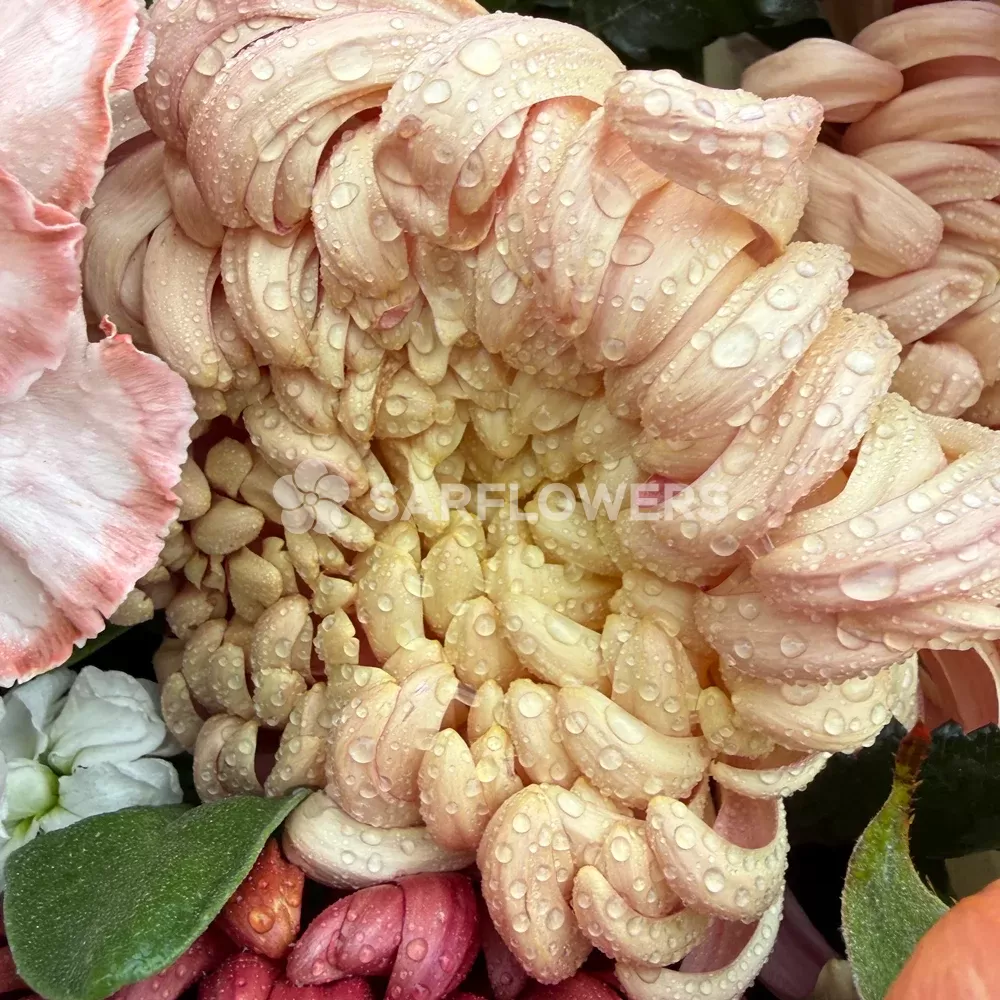 ����� � ������������ ����� � ������, ������, ��������� � ���������