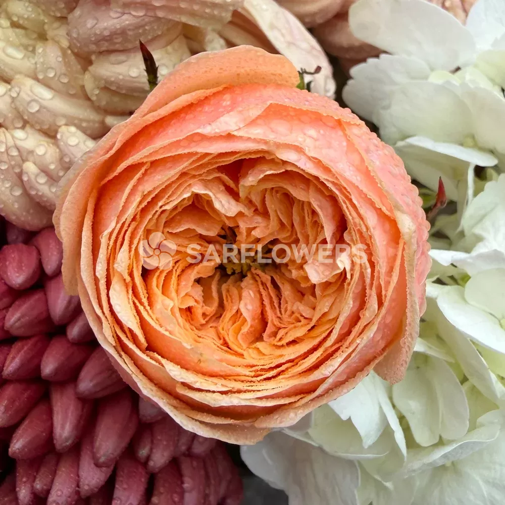 ����� � ������������ ����� � ������, ������, ��������� � ���������