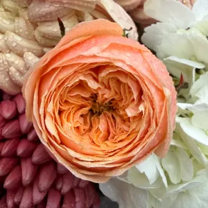 ����� � ������������ ����� � ������, ������, ��������� � ���������