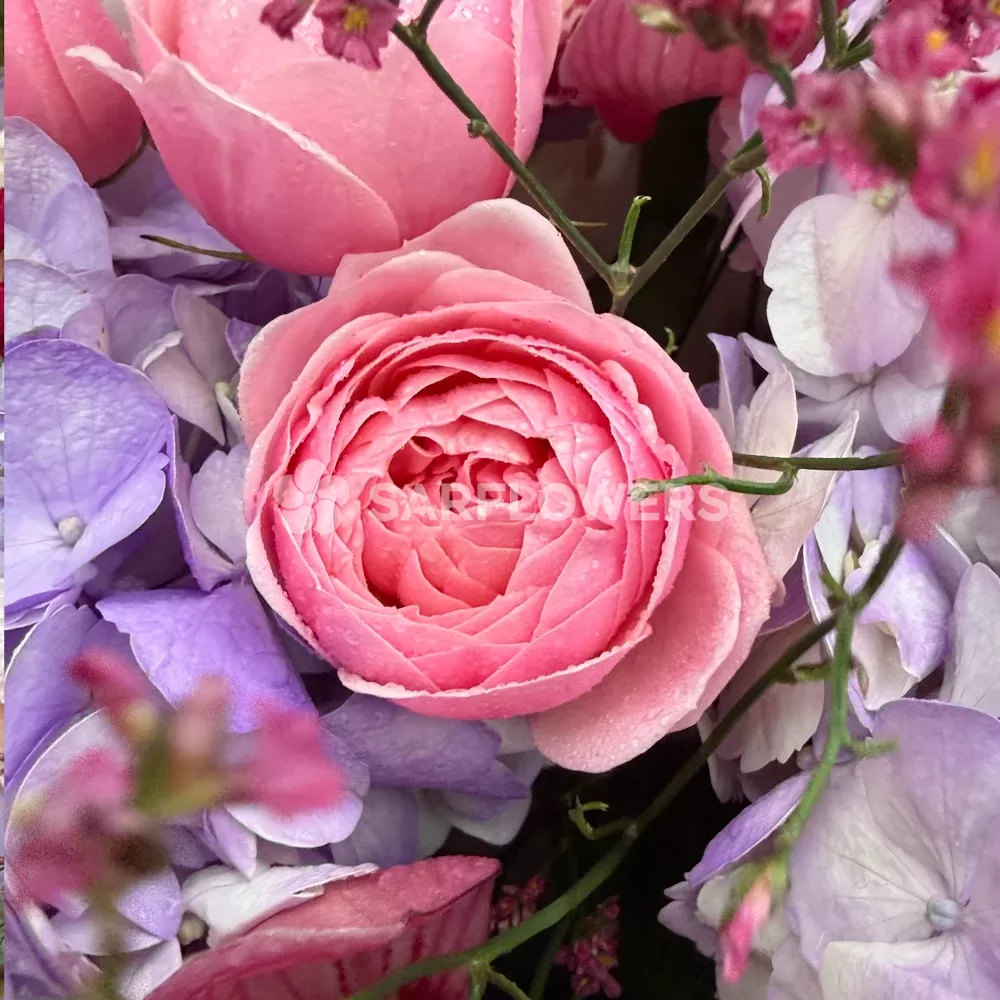 ����� �� ���������, �������, �������� ���