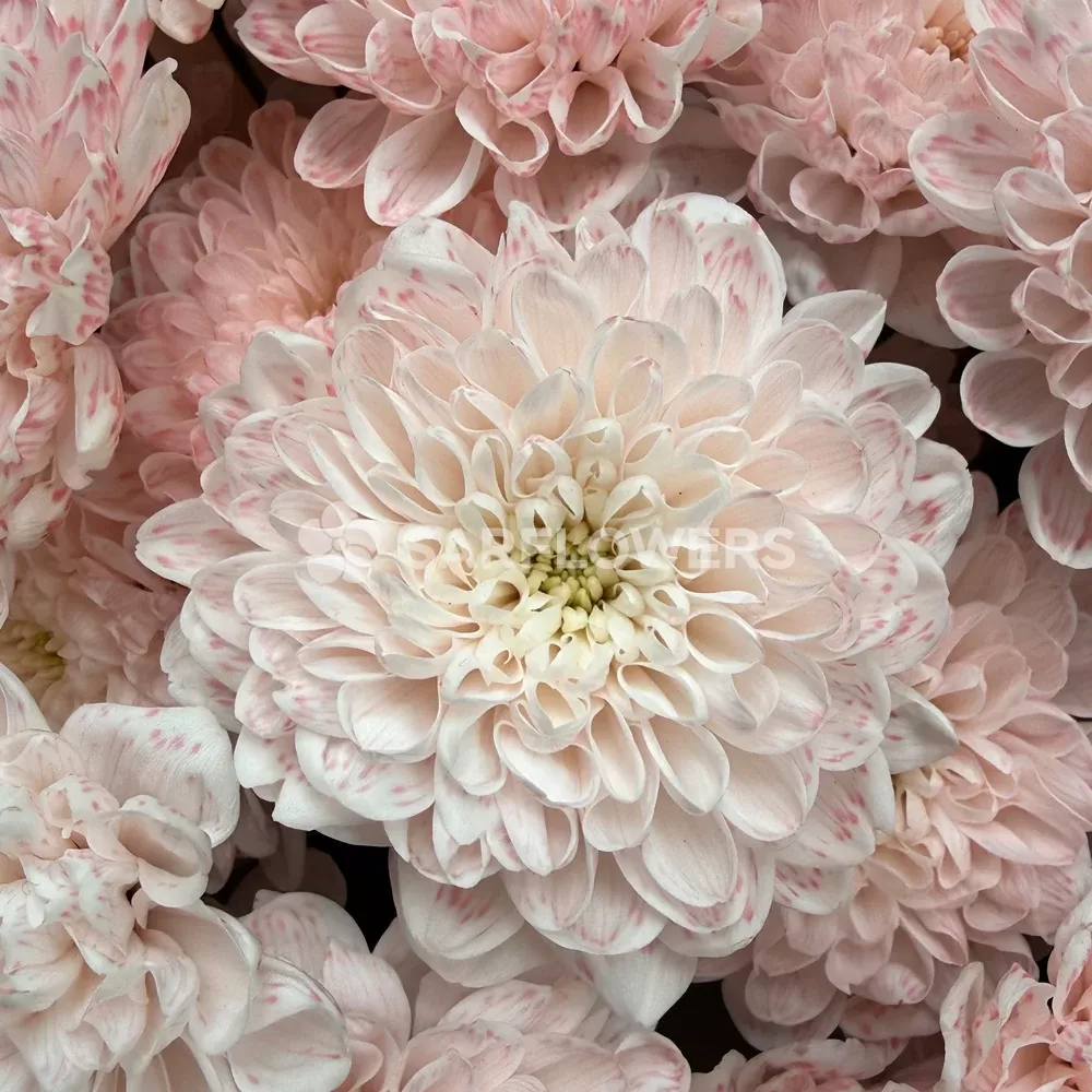 ����� �� 13 ������ �������� ���������