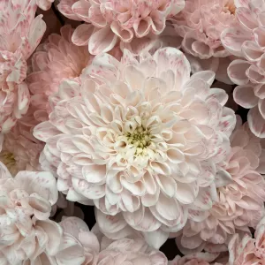 ����� �� 13 ������ �������� ���������