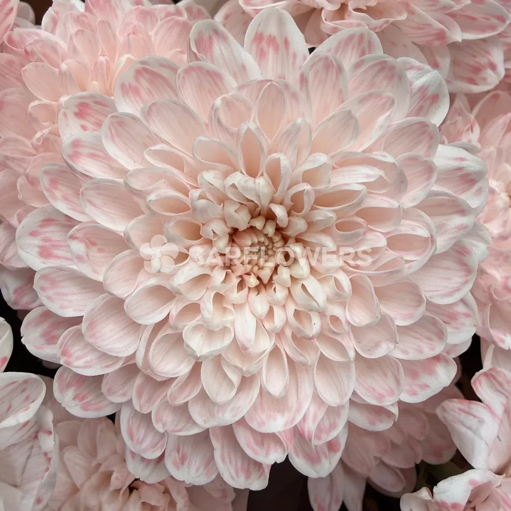 ����� �� 13 ������ �������� ���������