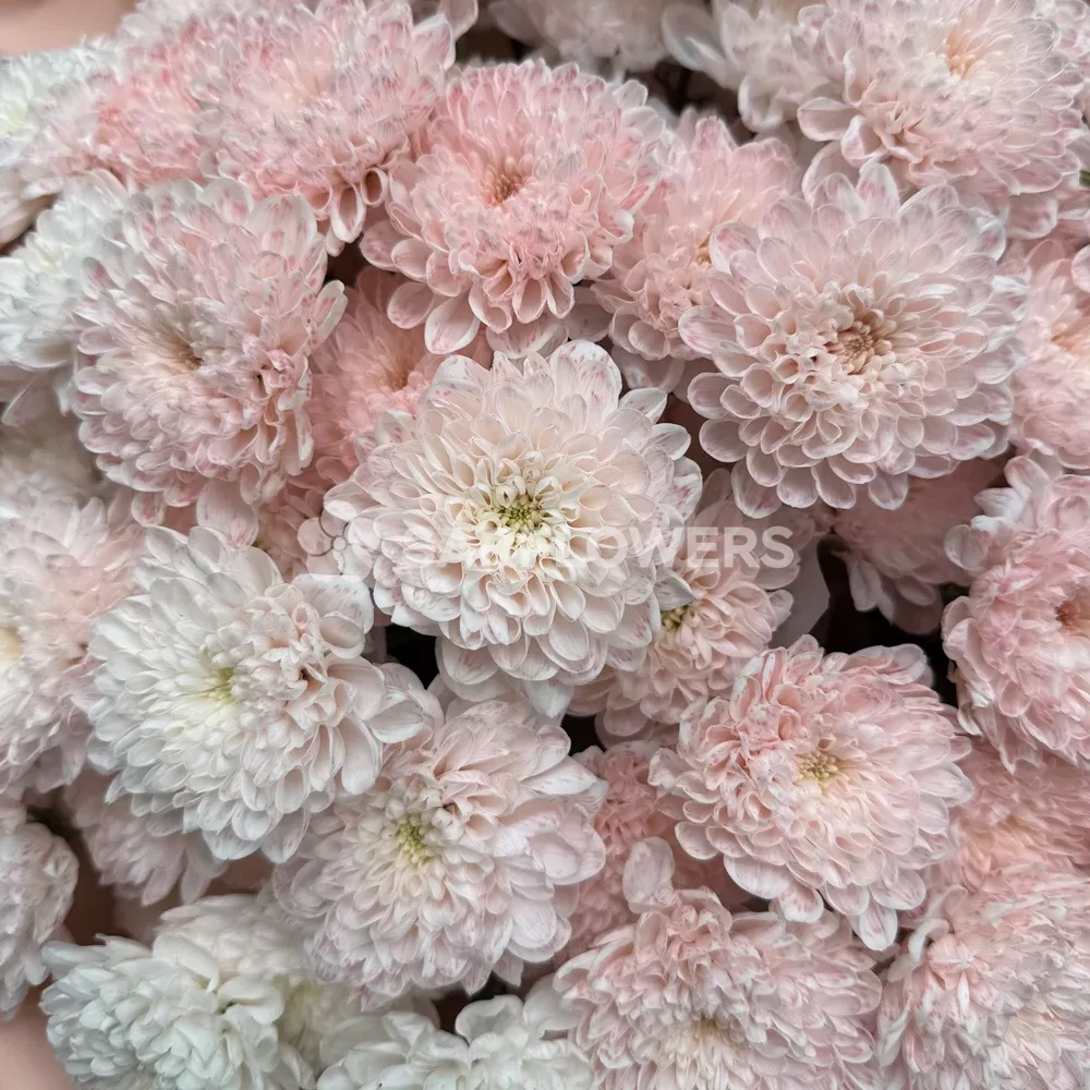 ����� �� 13 ������ �������� ���������