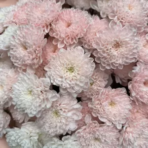 ����� �� 13 ������ �������� ���������