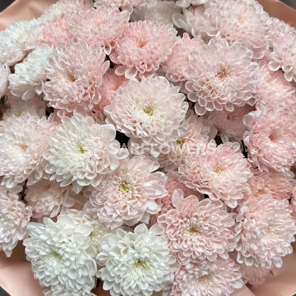 ����� �� 13 ������ �������� ���������