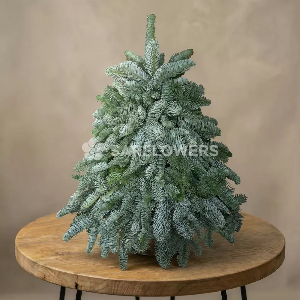 ���� �� ��������