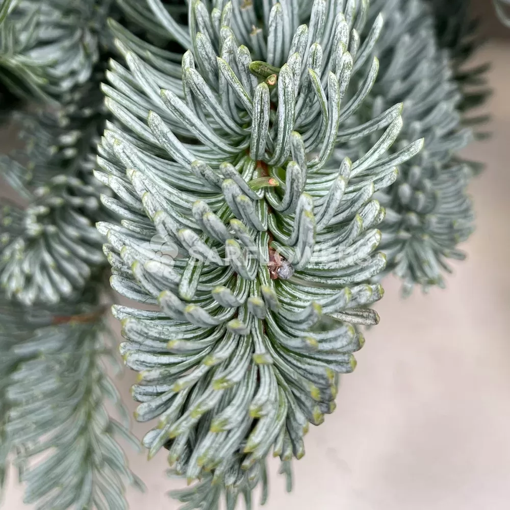 ���� �� ��������