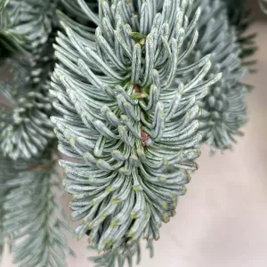 ���� �� ��������