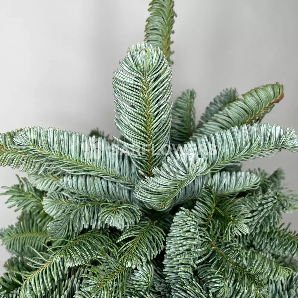 ���� �� ��������