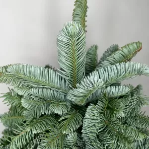 ���� �� ��������