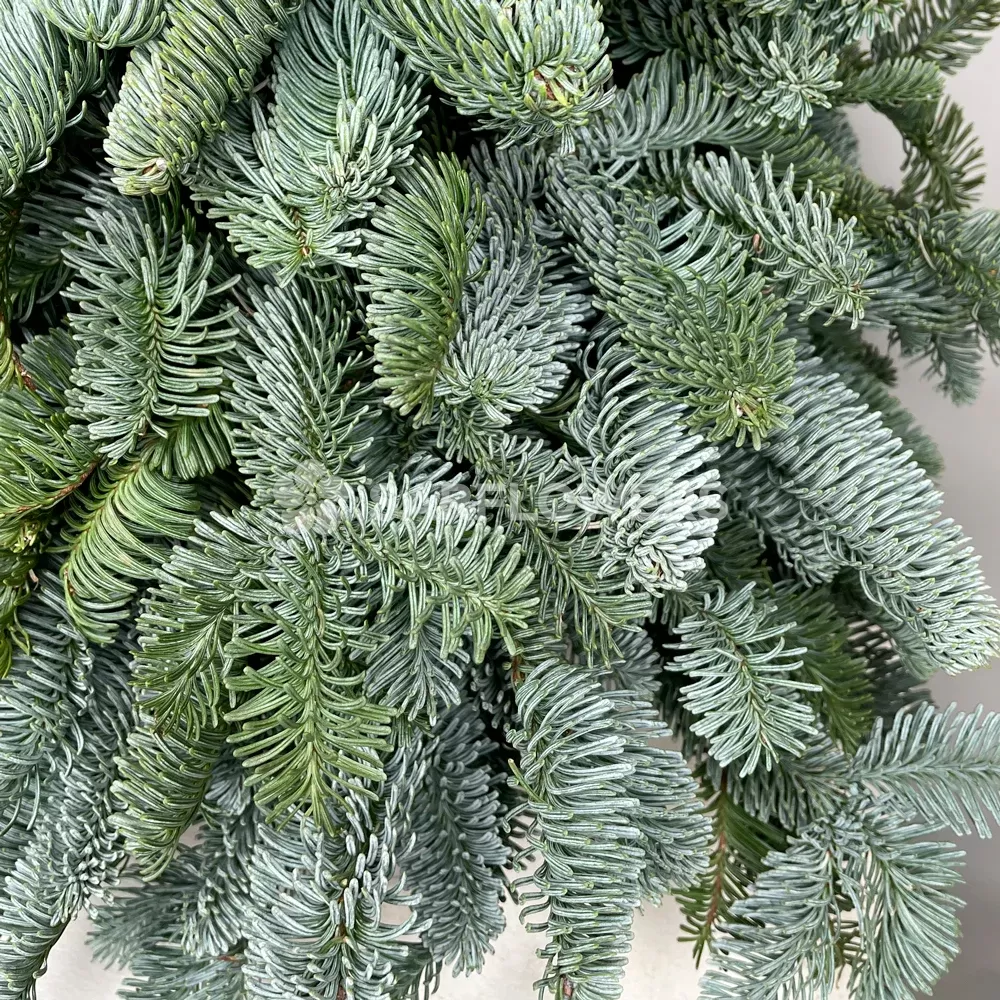 ���� �� ��������