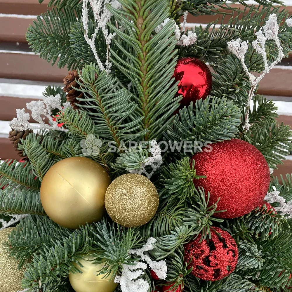 ���� �� ��������