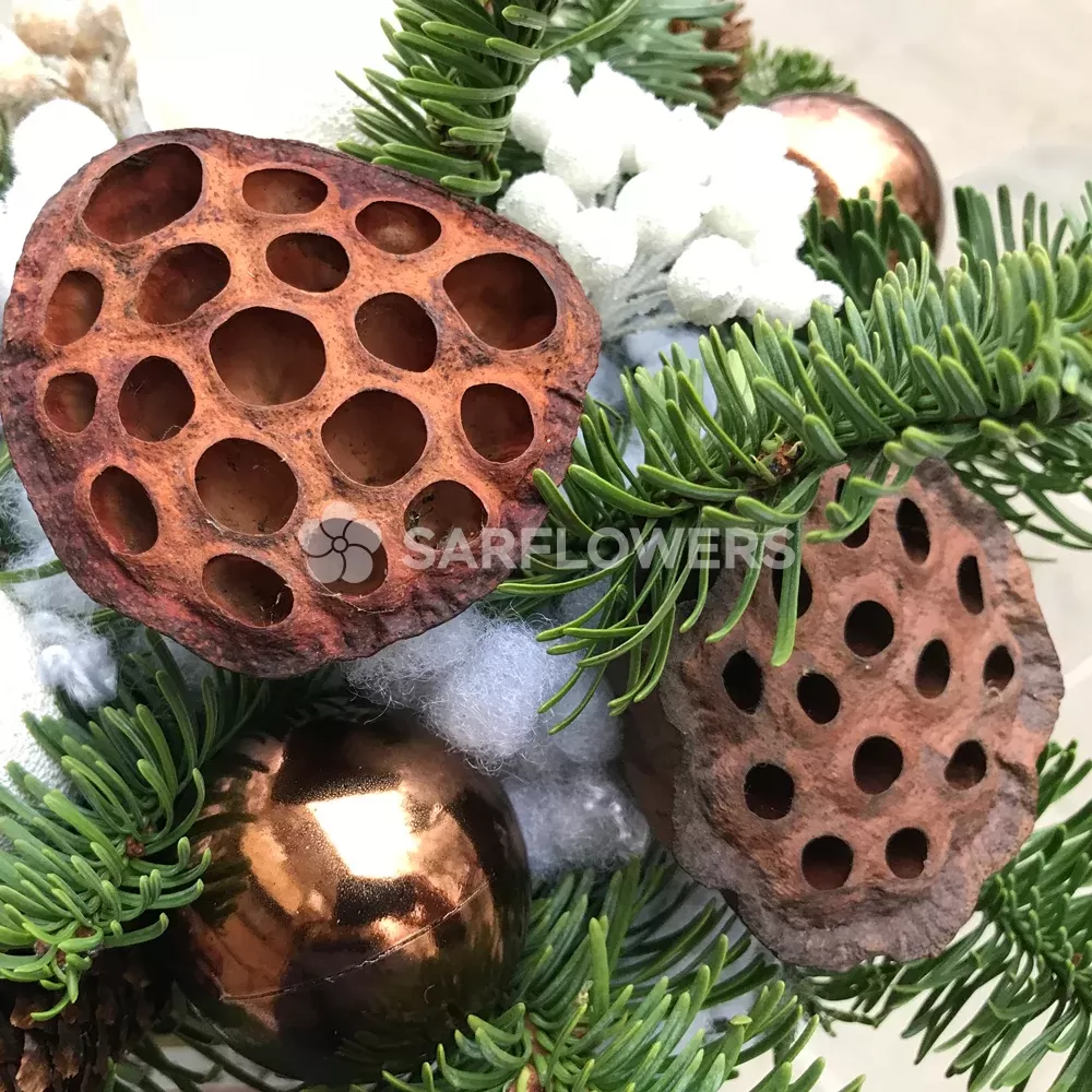 ������ ���