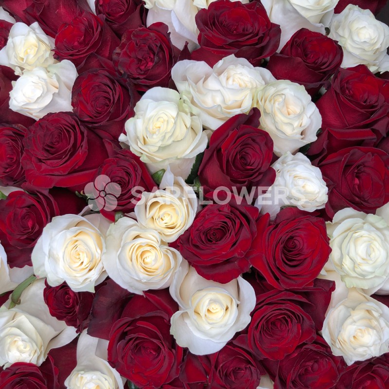 101 красно-белая роза