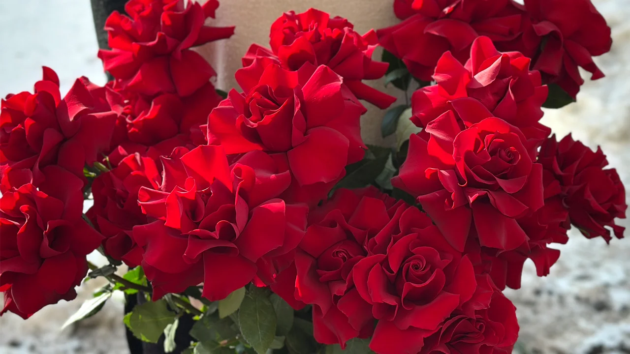 Французкие вывернутые розы в Саратове