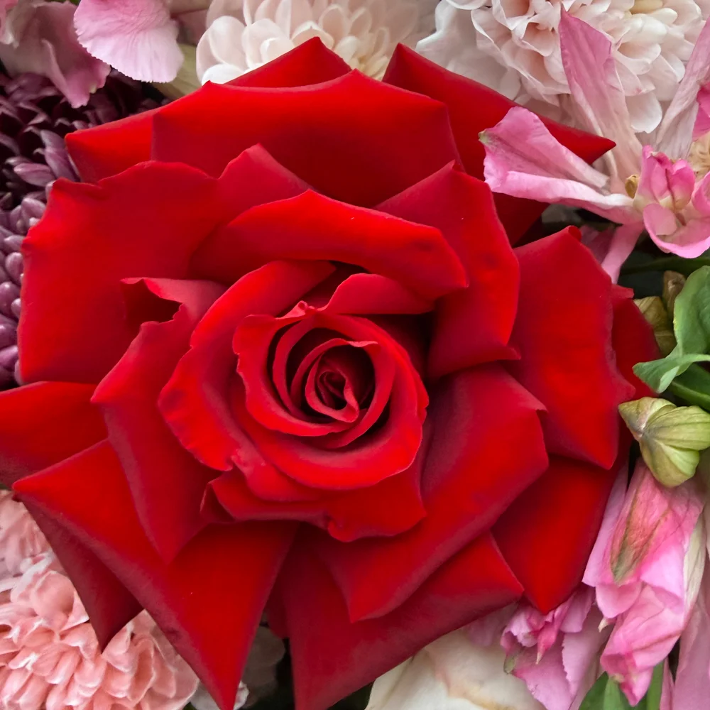 Темно-красная вывернутая французкая роза