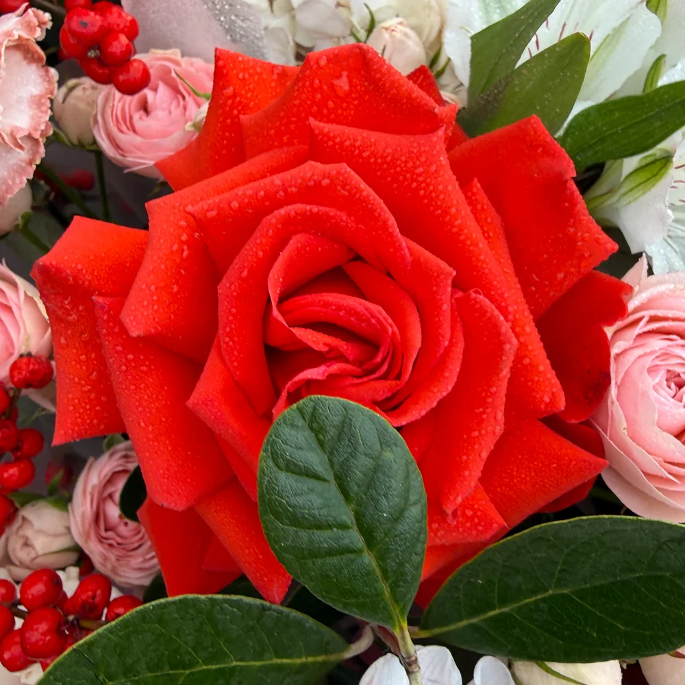 Алая вывернутая французкая роза