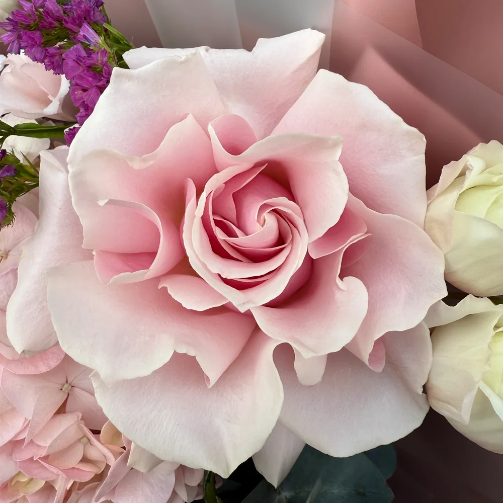 Розовая вывернутая французкая роза