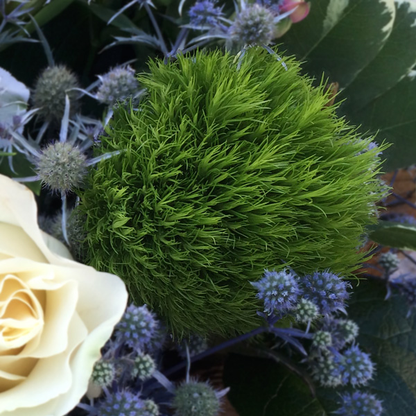 Диантус Грин Тик