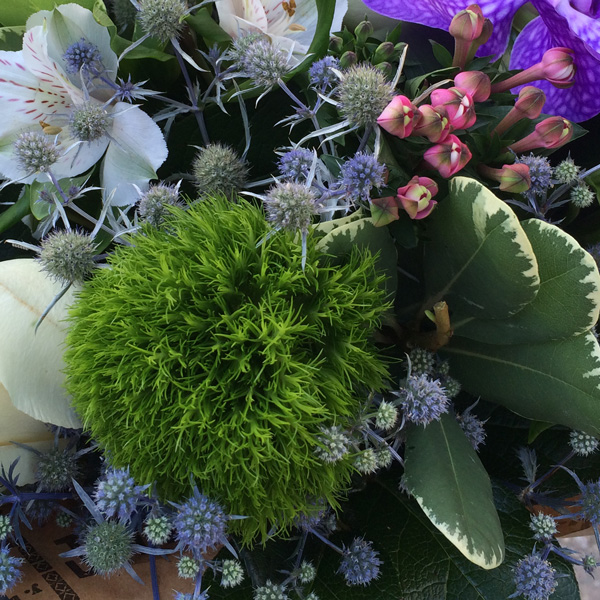 Диантус Грин Тик