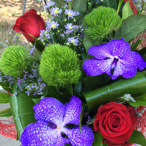 Диантус Грин Тик