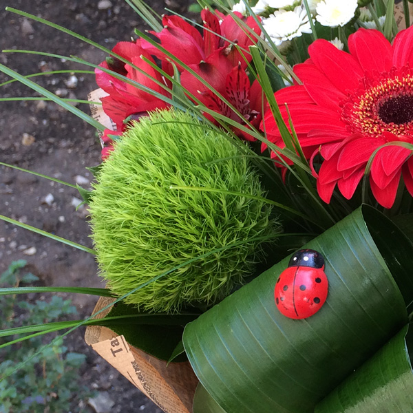 Диантус Грин Тик