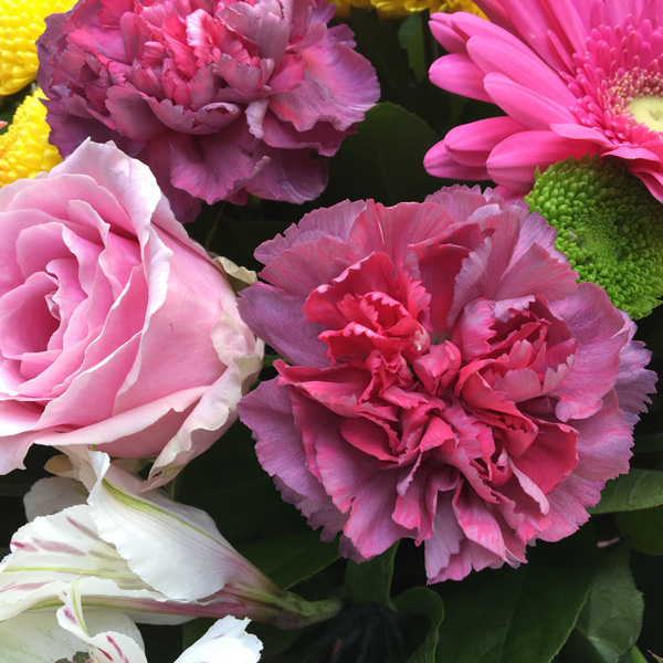 Диантус Гипносис