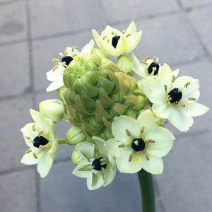 Орнитогалум